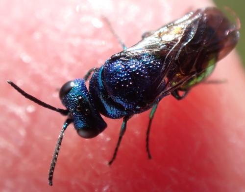 Pseudomalus auratus